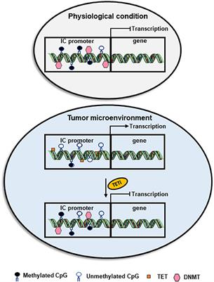 Role of Epigenetic Modifications in Inhibitory Immune Checkpoints in Cancer Development and Progression